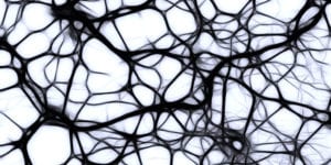 Neurons