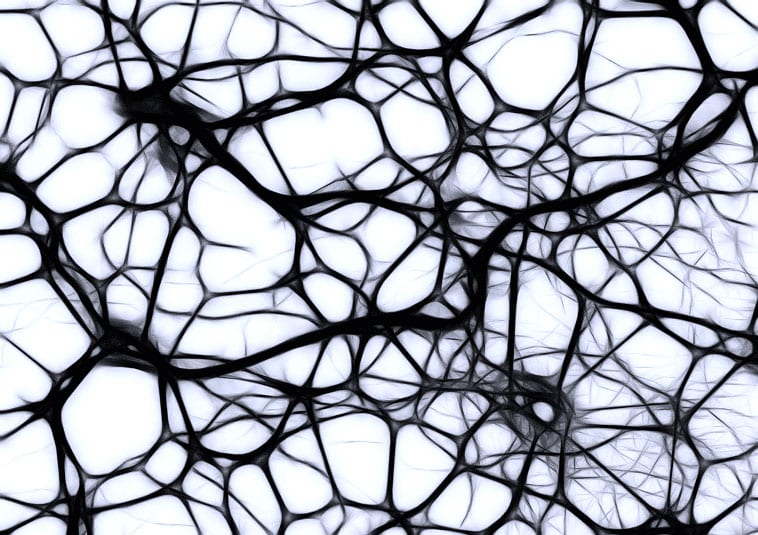 Neurons